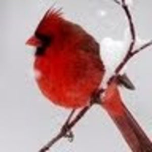 Meet your Posher, Ann